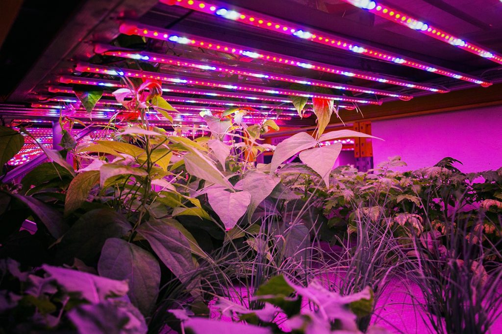 Triology: The Future of Greenhouse Horticulture – Part 3 Innovations in MyLedgnd