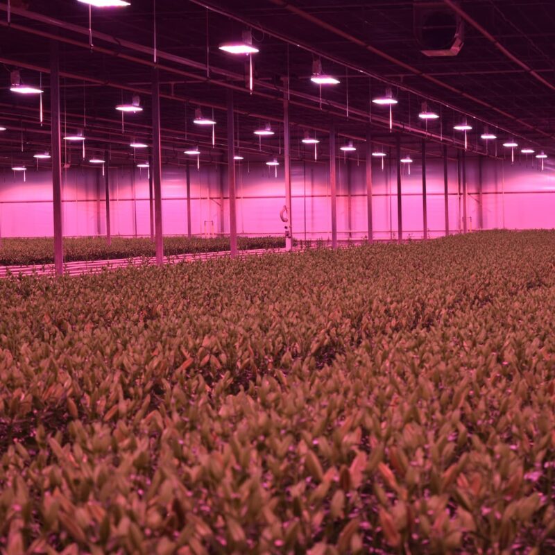 LED is de nieuwe standaard en zo pak je het aan