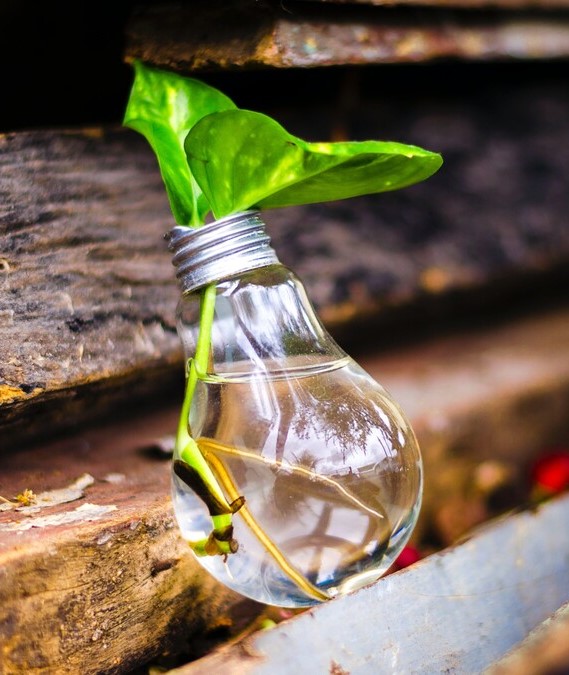 Which plant feedback systems are there?