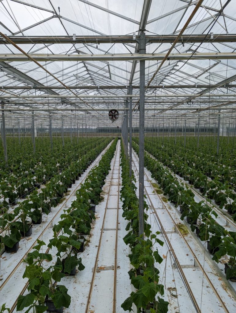 Gas Price Trends in Greenhouse Horticulture: A Review of 2022-2024 and Projections for 2025