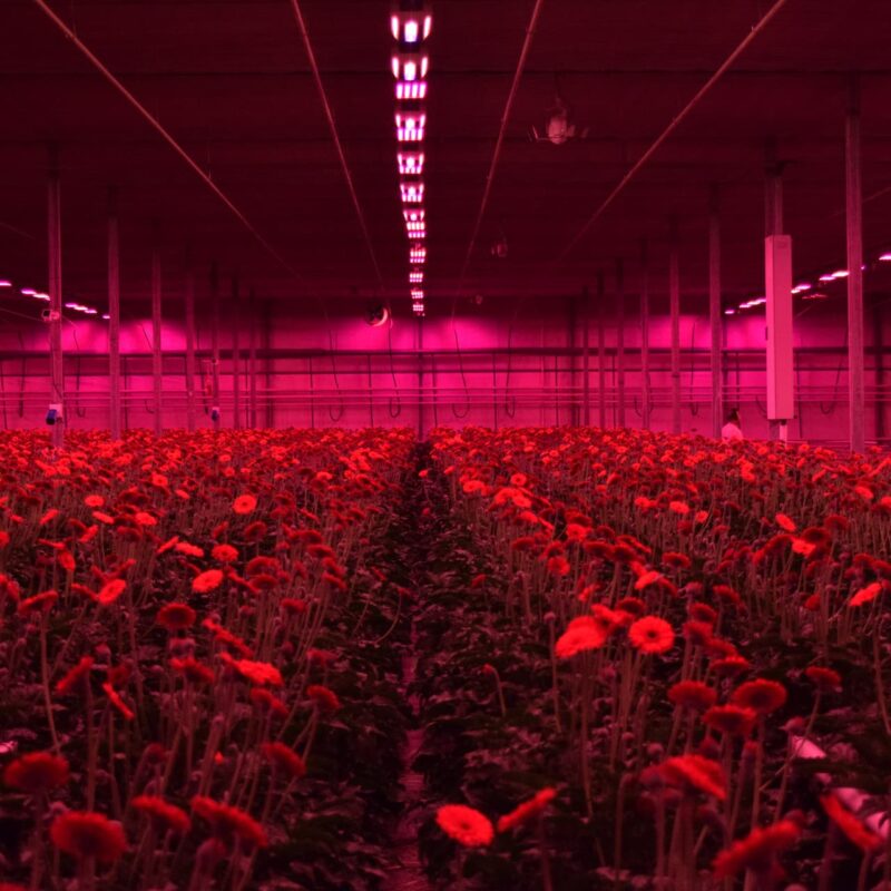Led aankopen - dit is waar het misgaat
