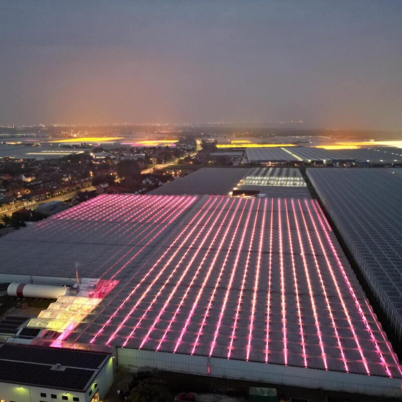 Maak slimme keuzes bij de aanschaf van LED-verlichting in de kas