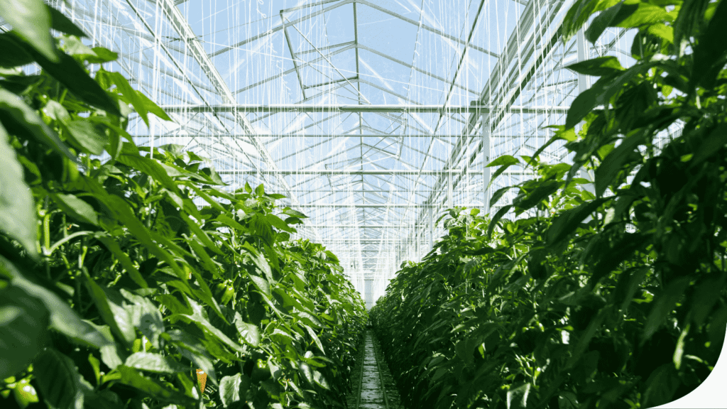 Business Developer Agritech