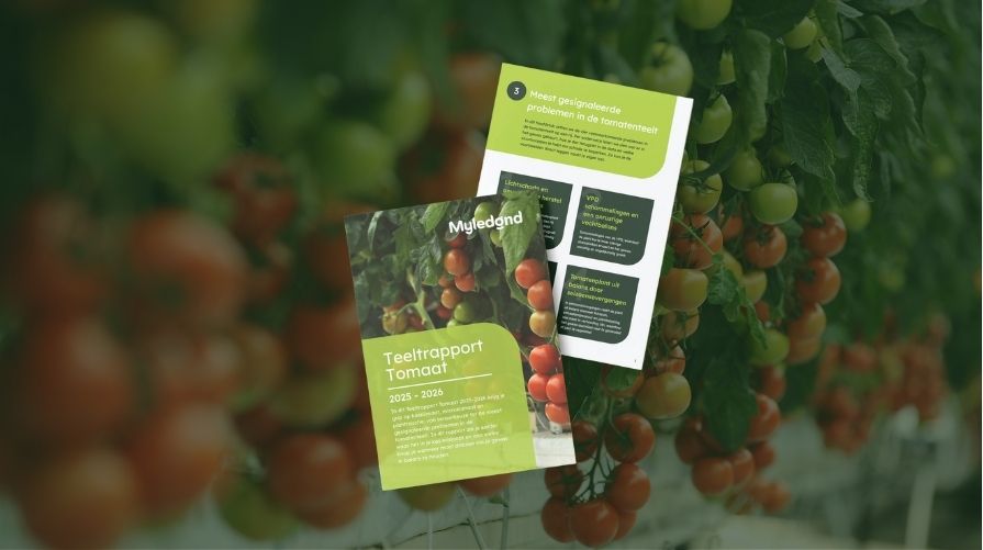 Teeltrapport Tomaat 2025-2026