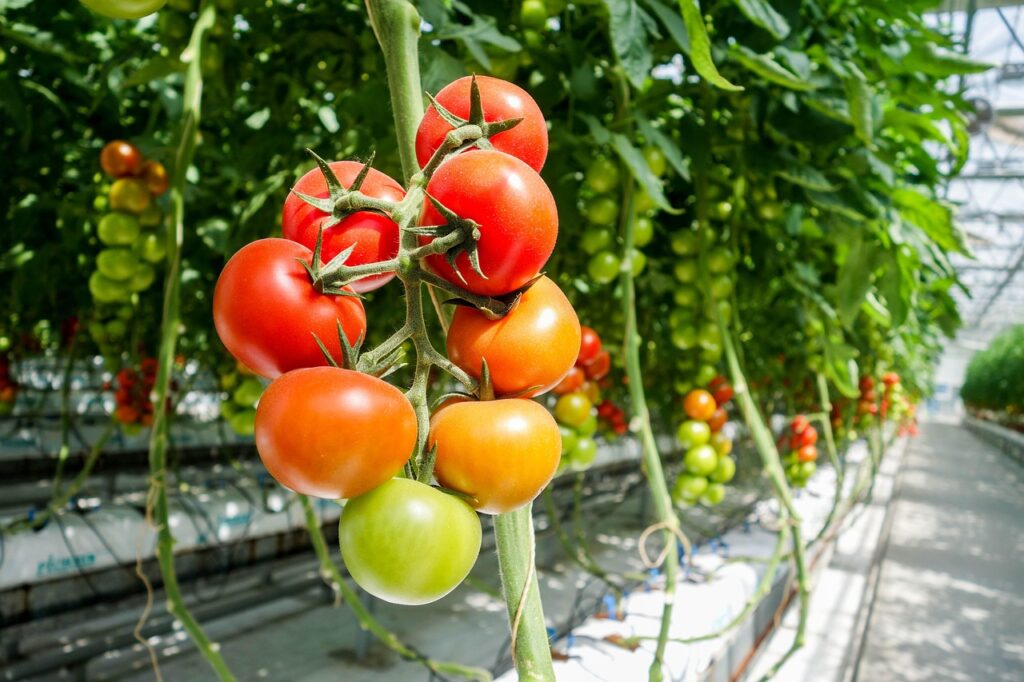 The closed feedback loop in the greenhouse: what is it and what are its benefits?