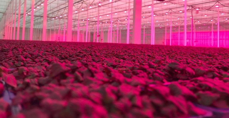 Triology: The future of greenhouse horticulture – Part 1 market needs and solutions