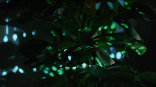 Nieuwe whitepaper – Zo herken je onzichtbare plantstress