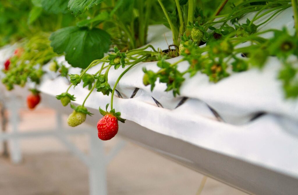 Invisible plant stress part I – What your plant is trying to tell you (But you don’t see)