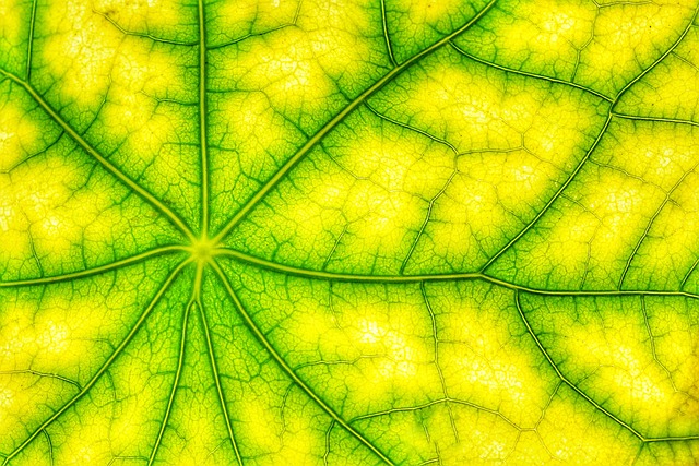 Wat is fotosynthese en hoe werkt het?